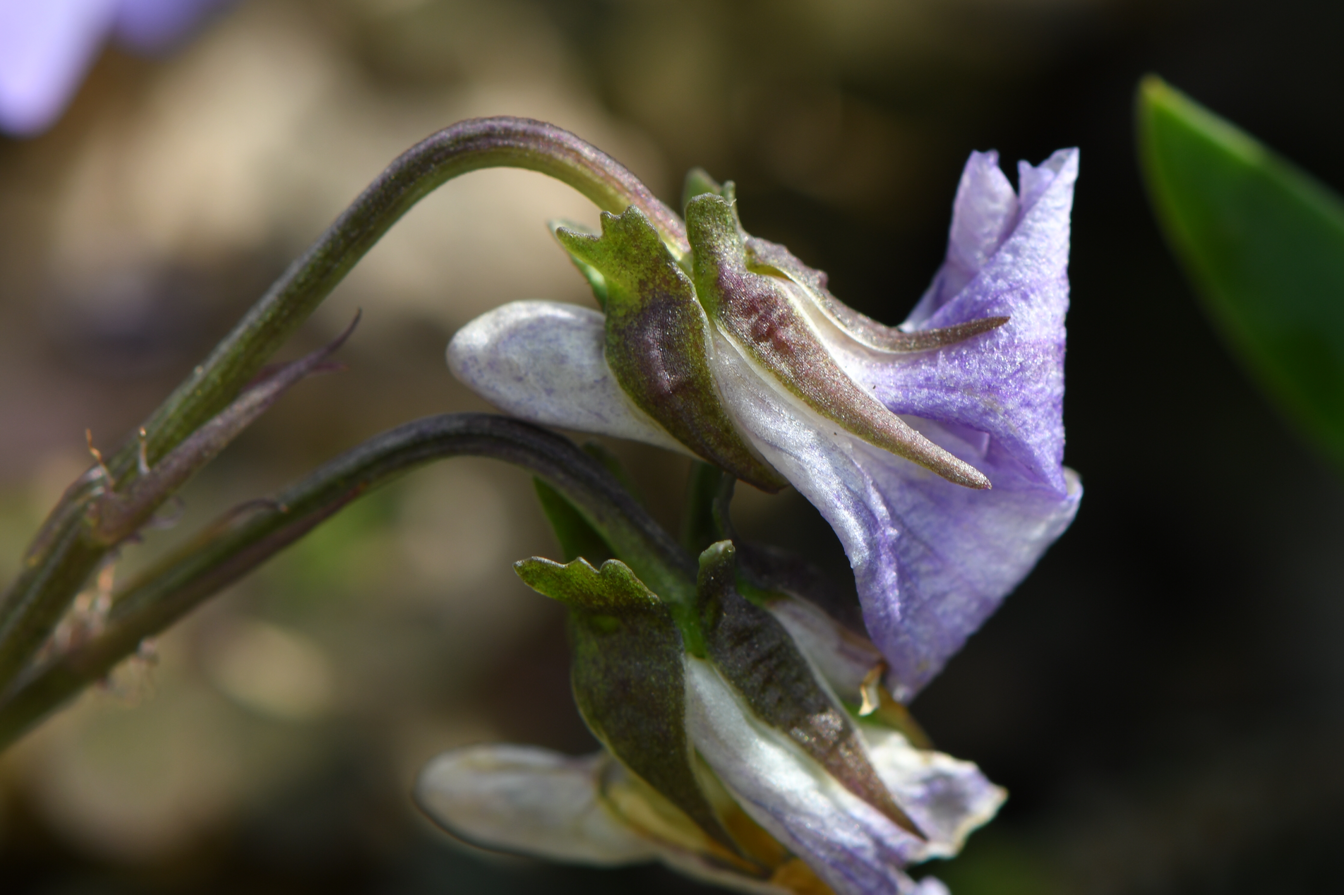 Viola riviniana Rchb.